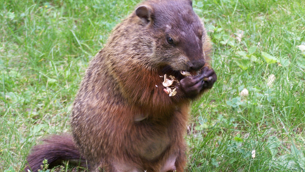 Woodchuck Removal,