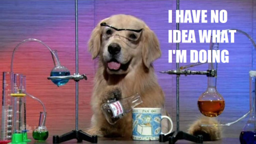Clueless dog