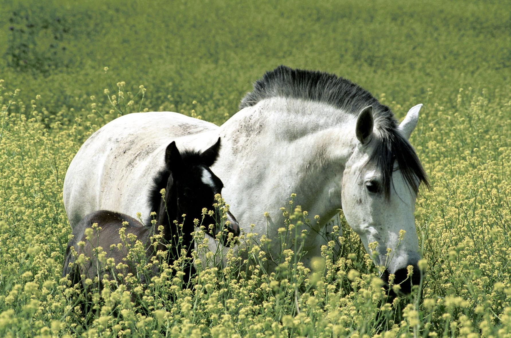MR FILM Majestic White Horses