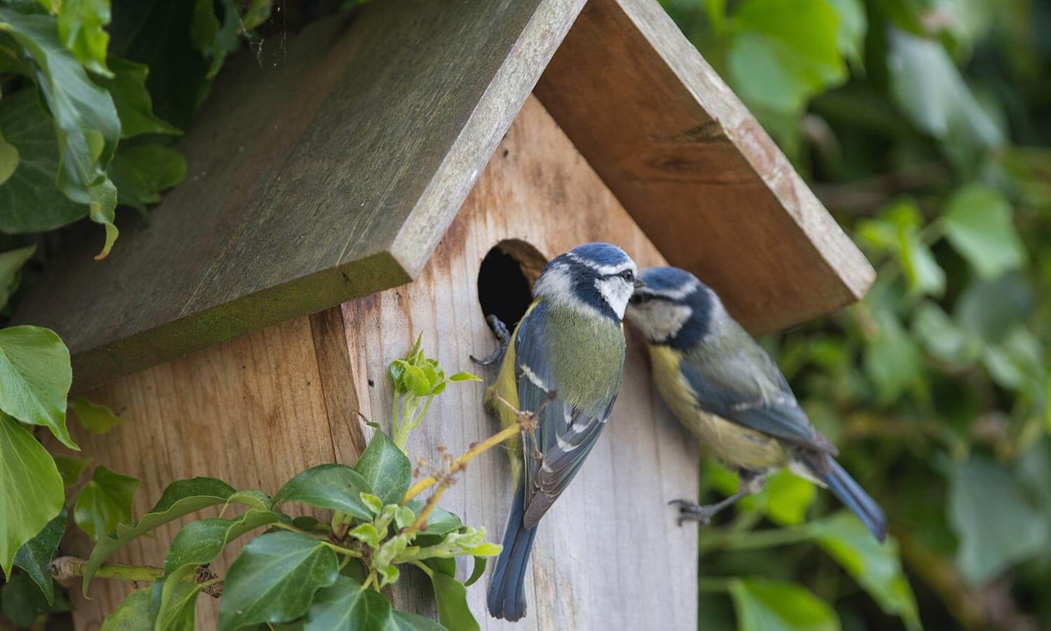 Install a bird box