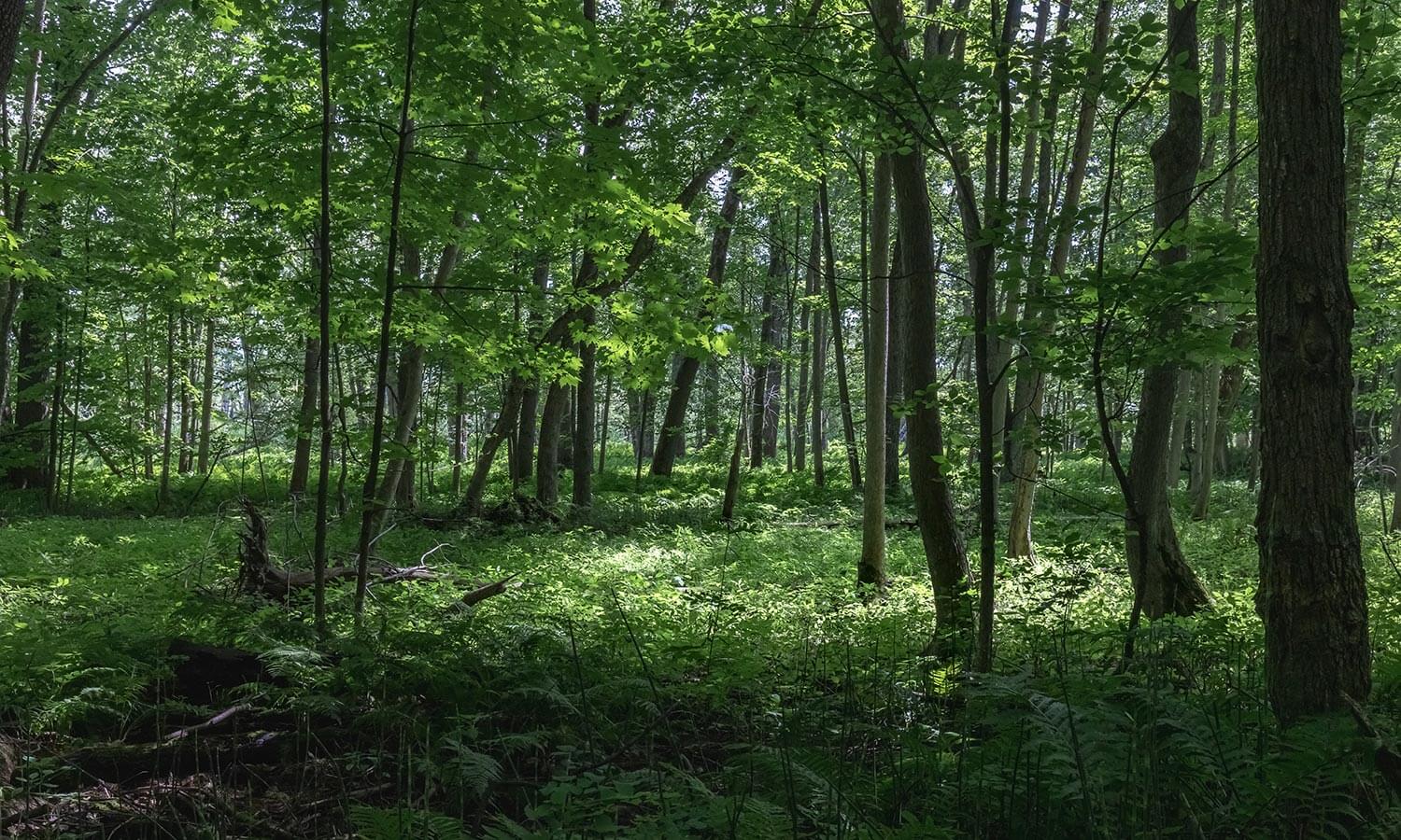 The Top 5 Reasons Why Trees are Vital