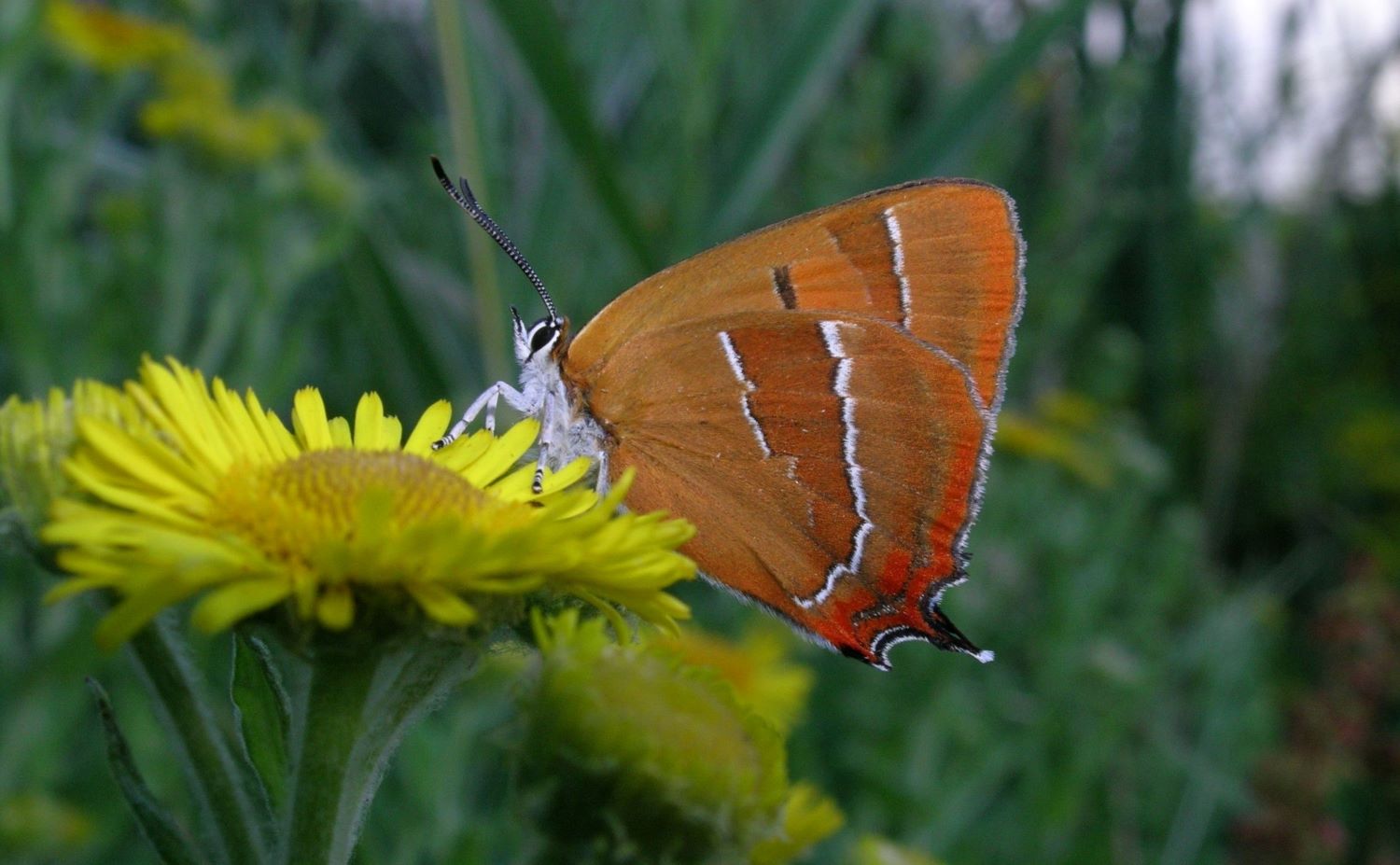 Big Butterfly Count