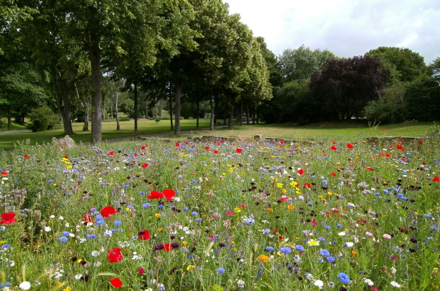 Create a wildflower patch