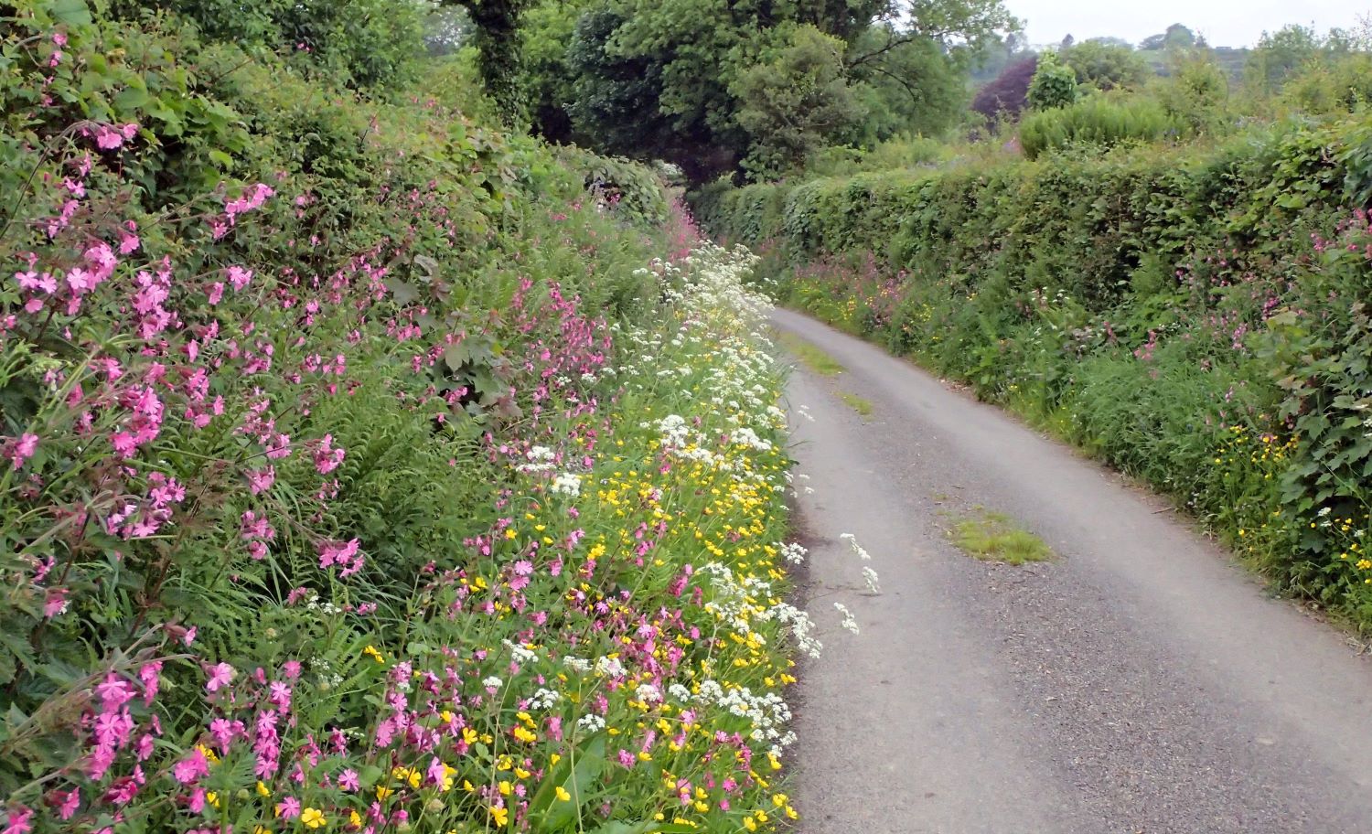 Give your hedge a few inches