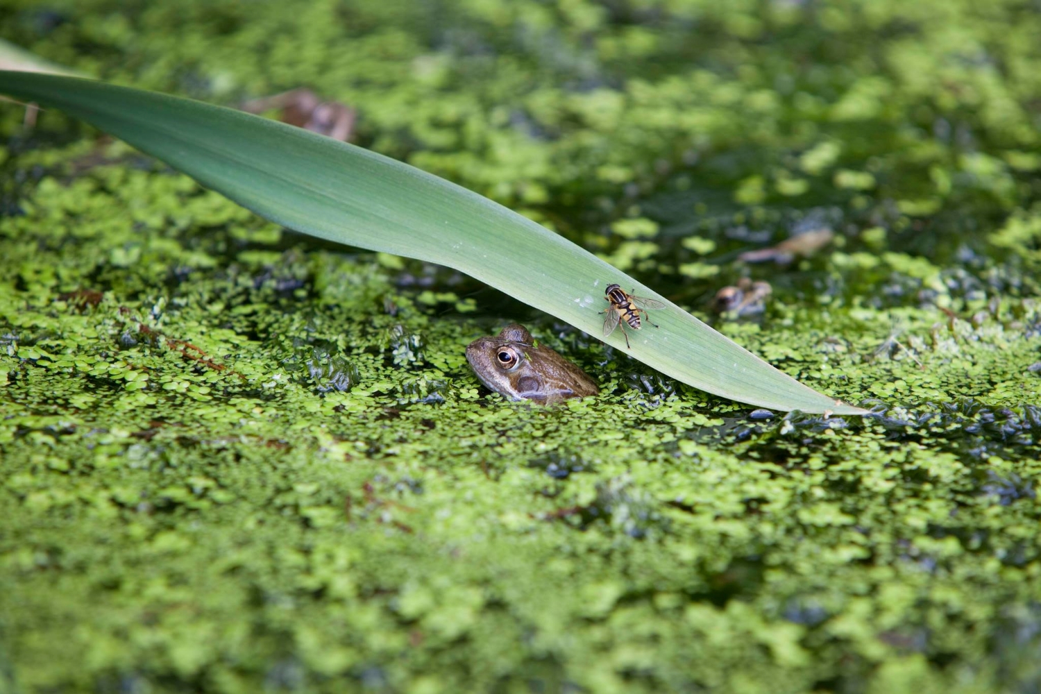 Create a wildlife pond