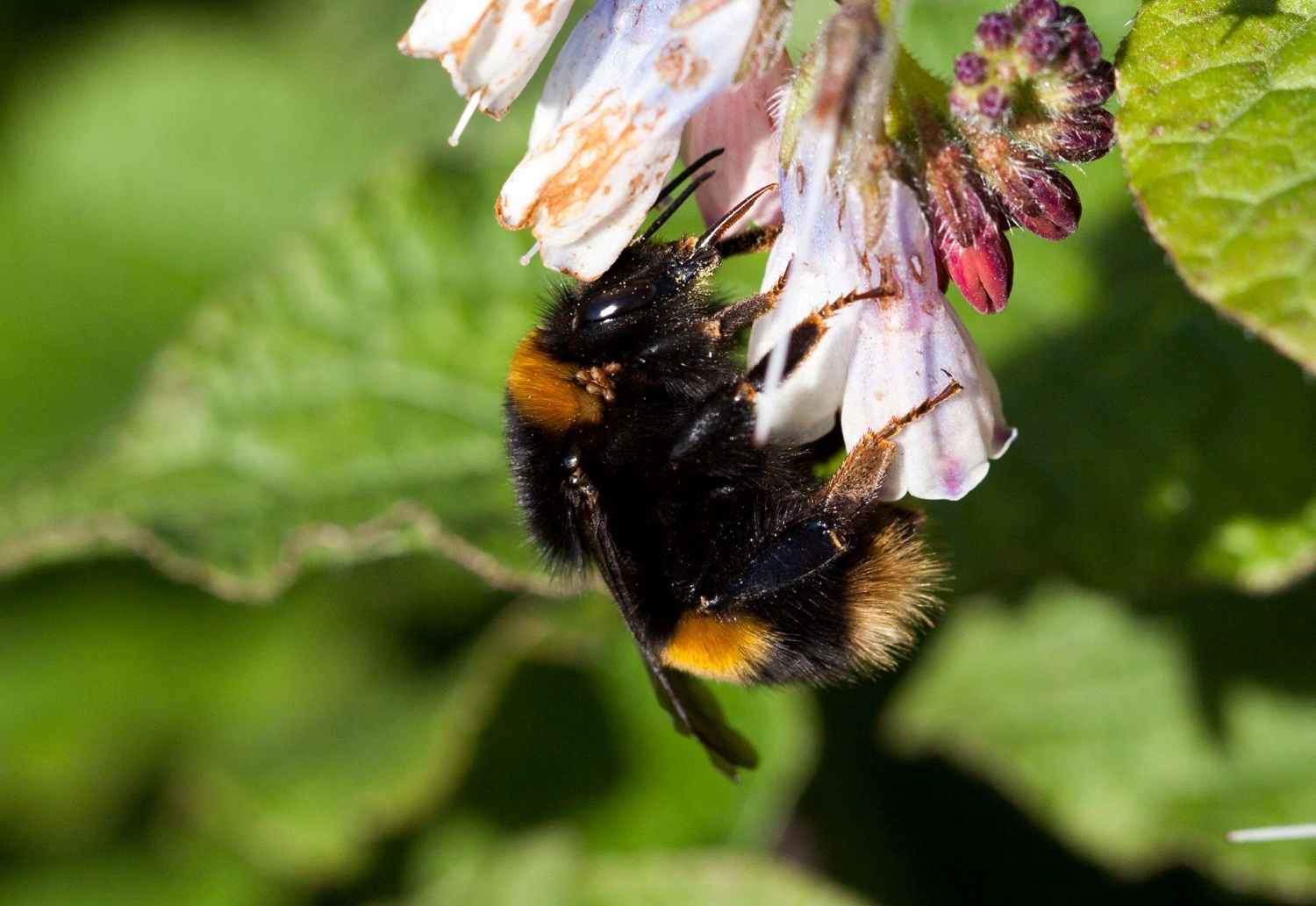 Garden for insects