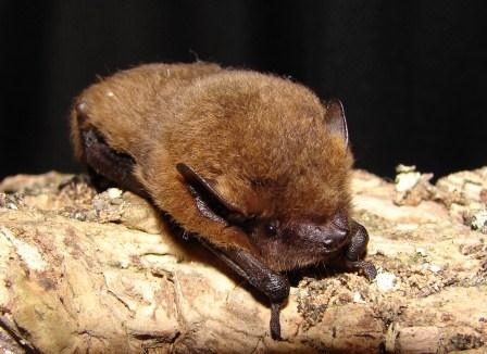 Install a bat box