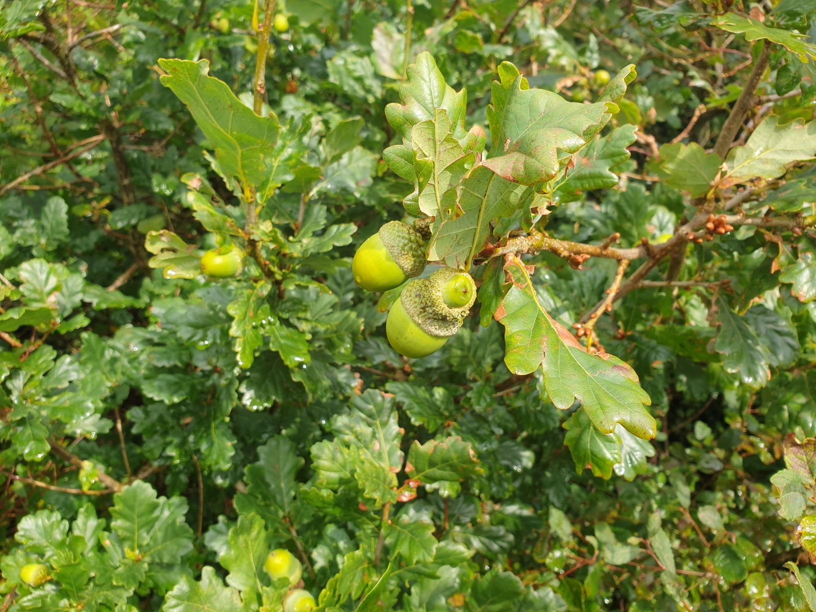 Collecting seeds
