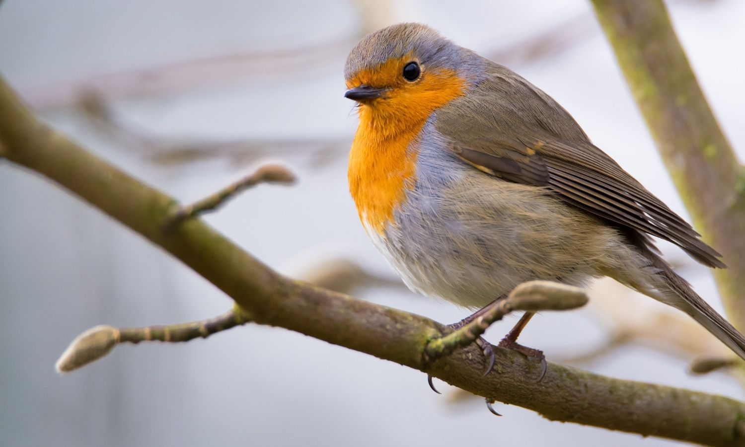 Nature friendly christmas