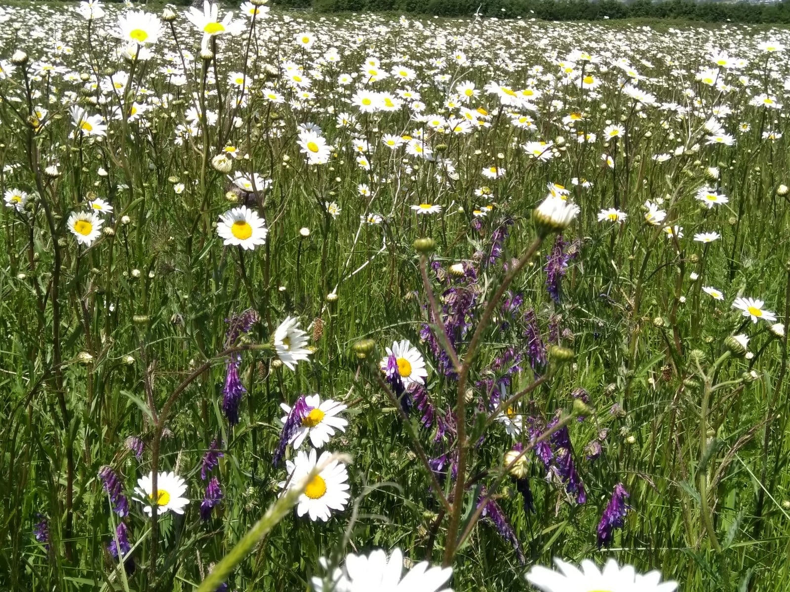 Create a wildflower patch