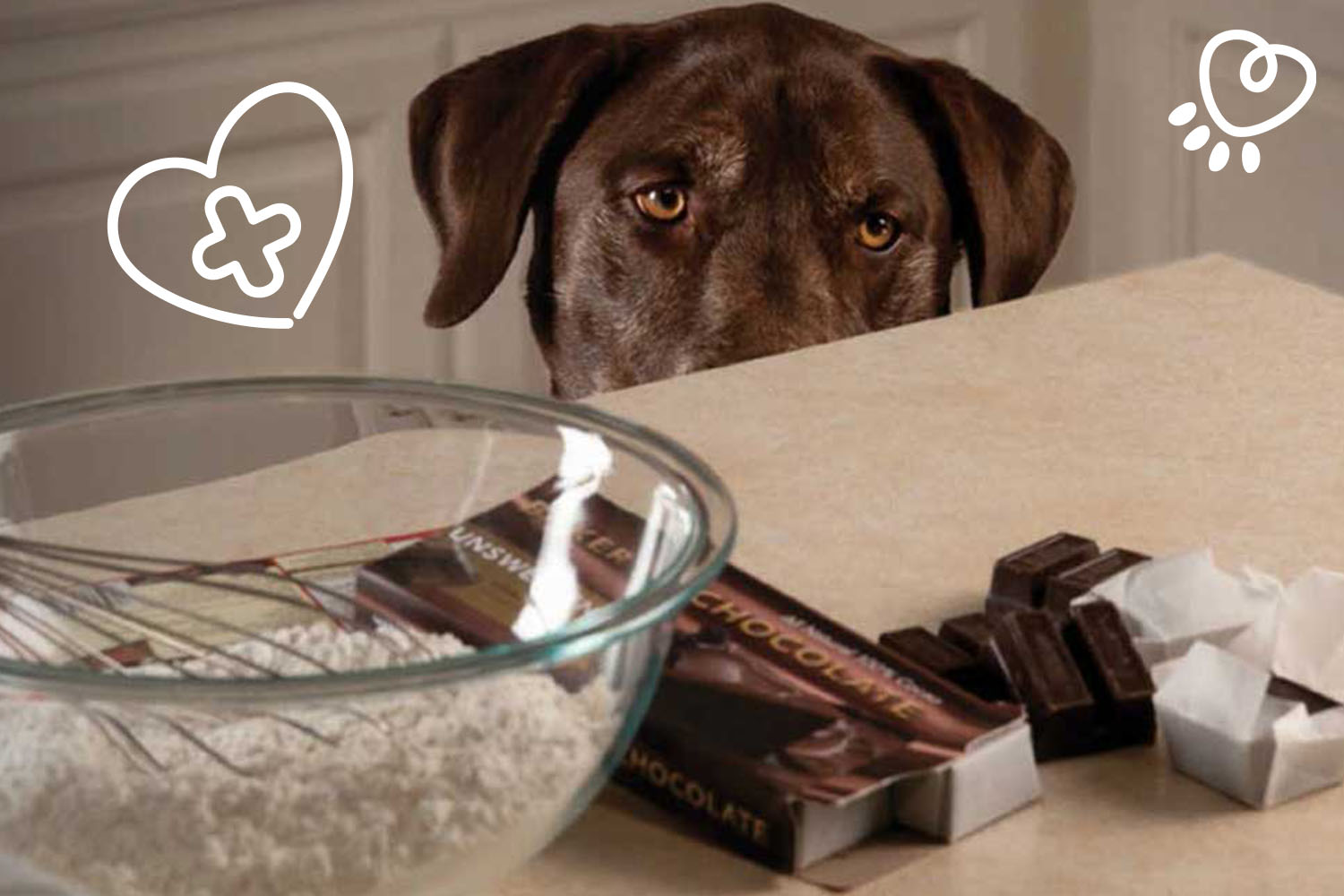 small dog eats chocolate