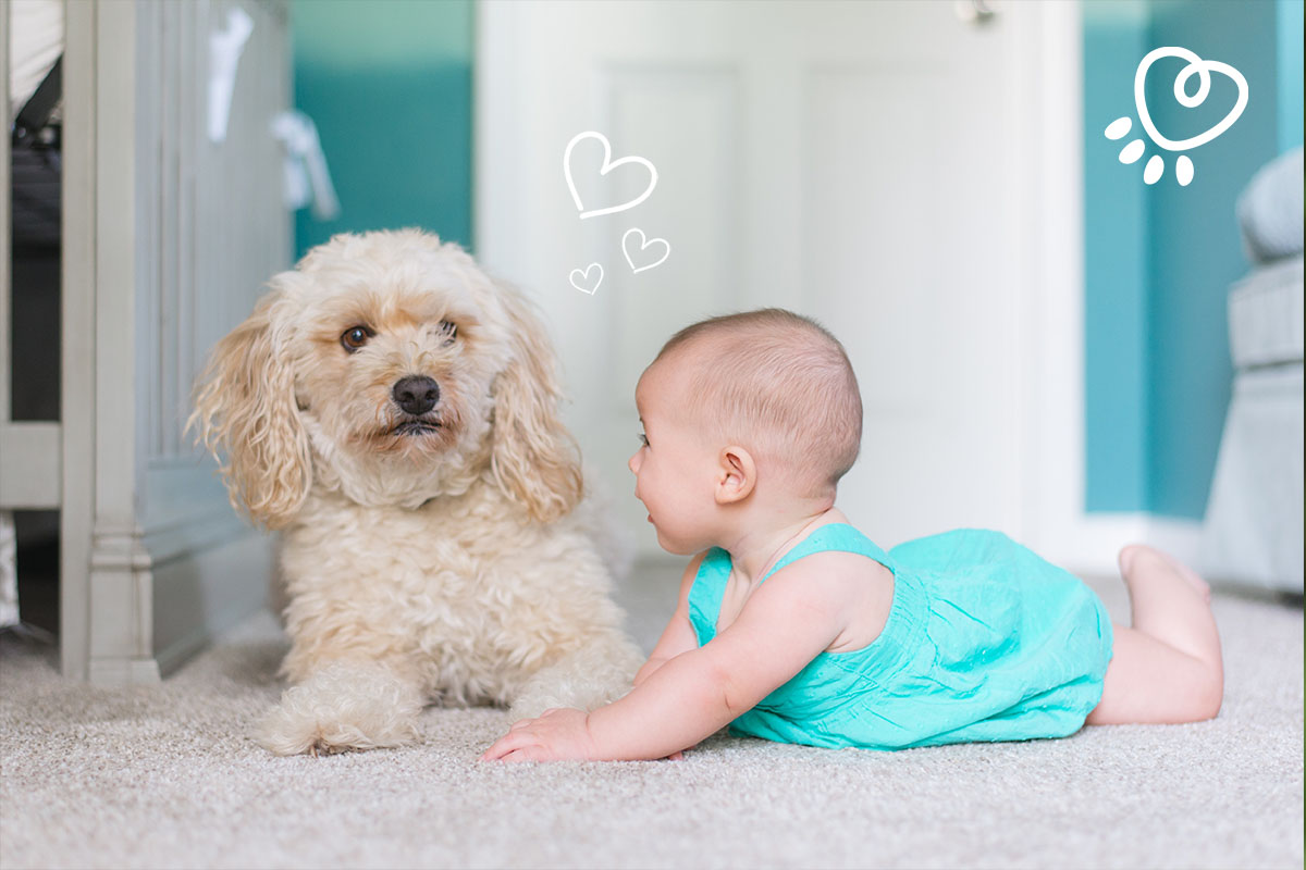 Comment Preparer L Arrivee De Bebe Quand On A Deja Un Chien