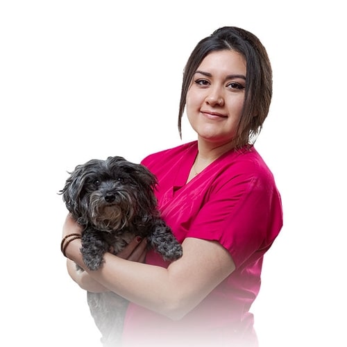 About Animal Care Clinic Veterinarian in North Canton, Ohio