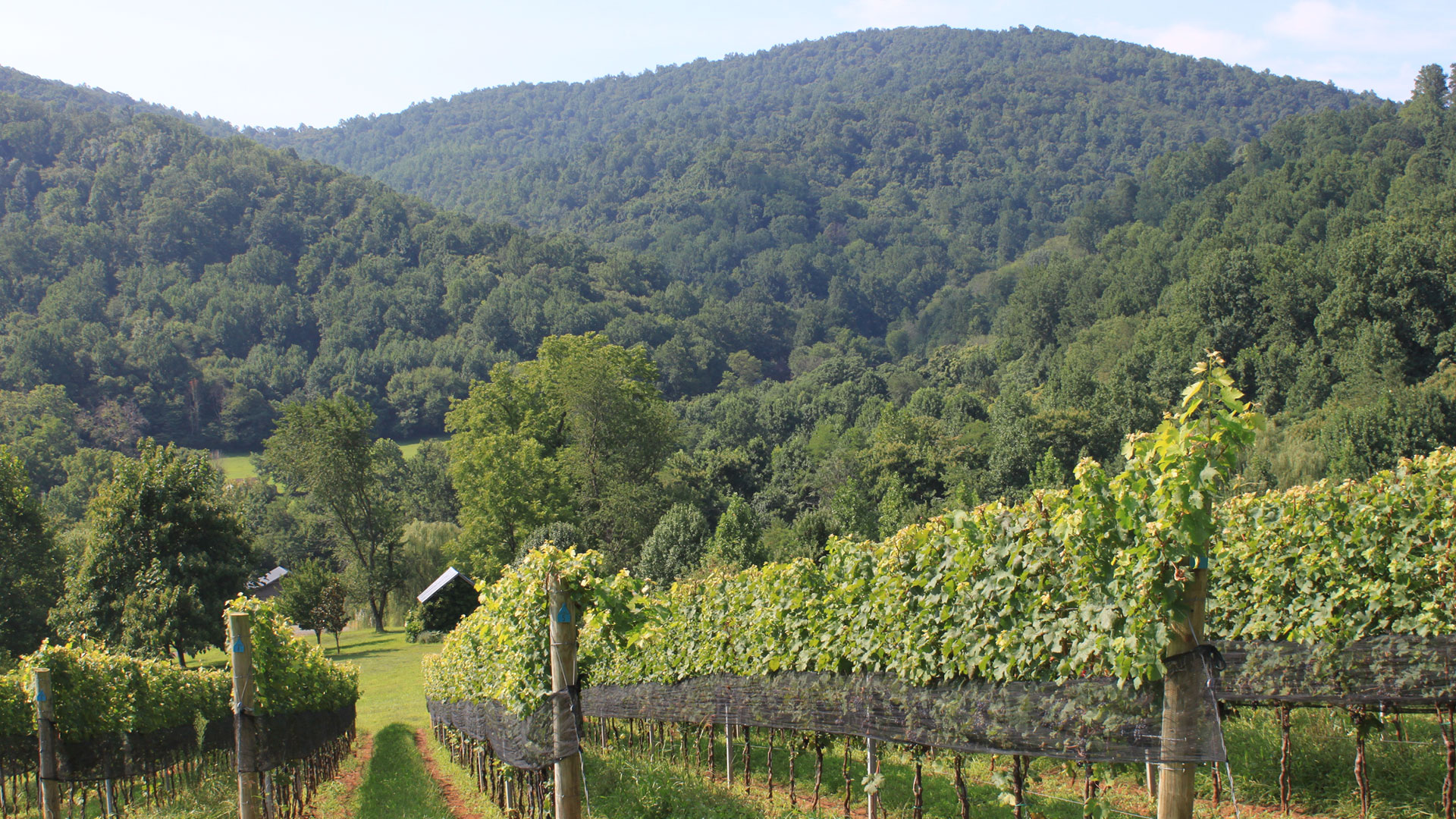Early Mountain Vineyards Virginia Vineyard