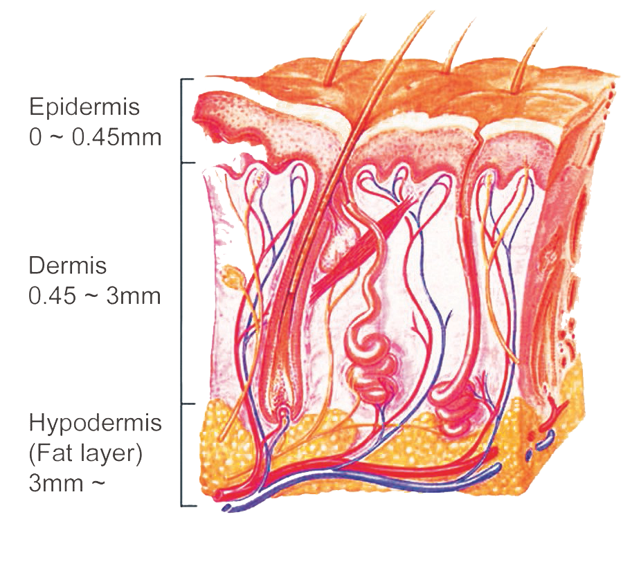 Diagram of section of skin anatomy