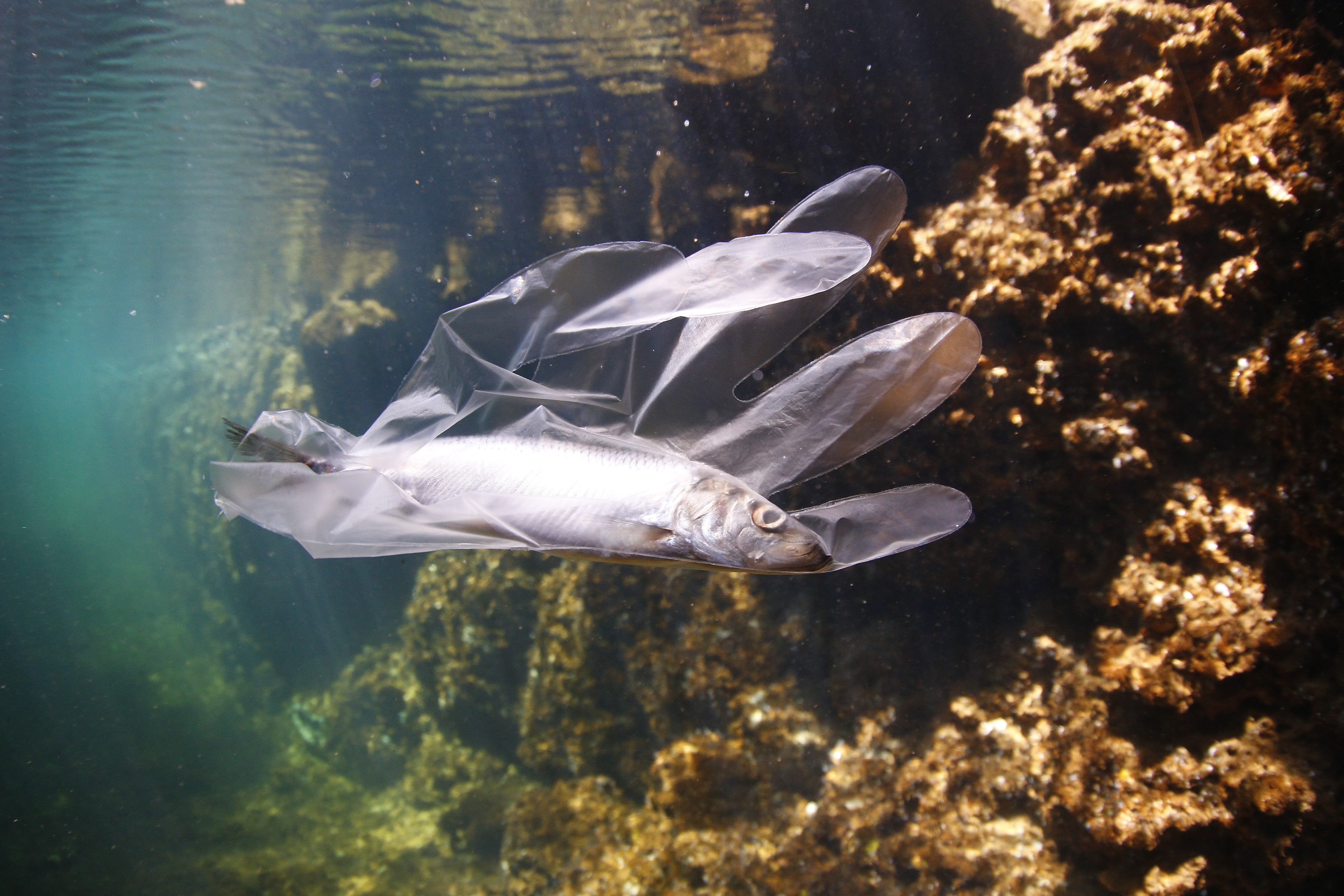 O ODS 14 busca preservar a vida marinha