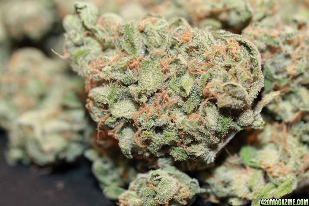 creative strains