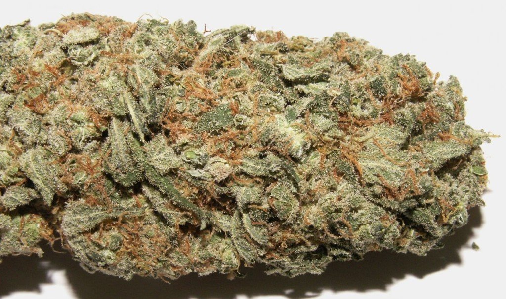 creative strain