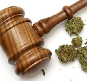 medical marijuana identification card