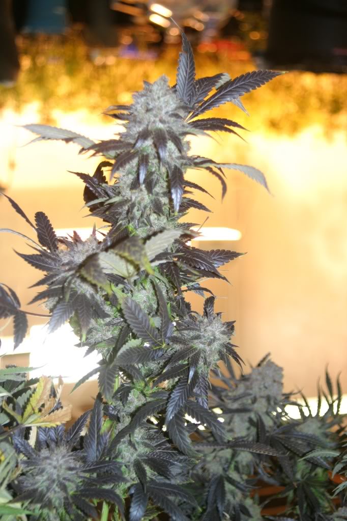 Cali Connection Blackwater OG Strain