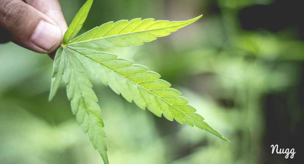 Marijuana Leaf