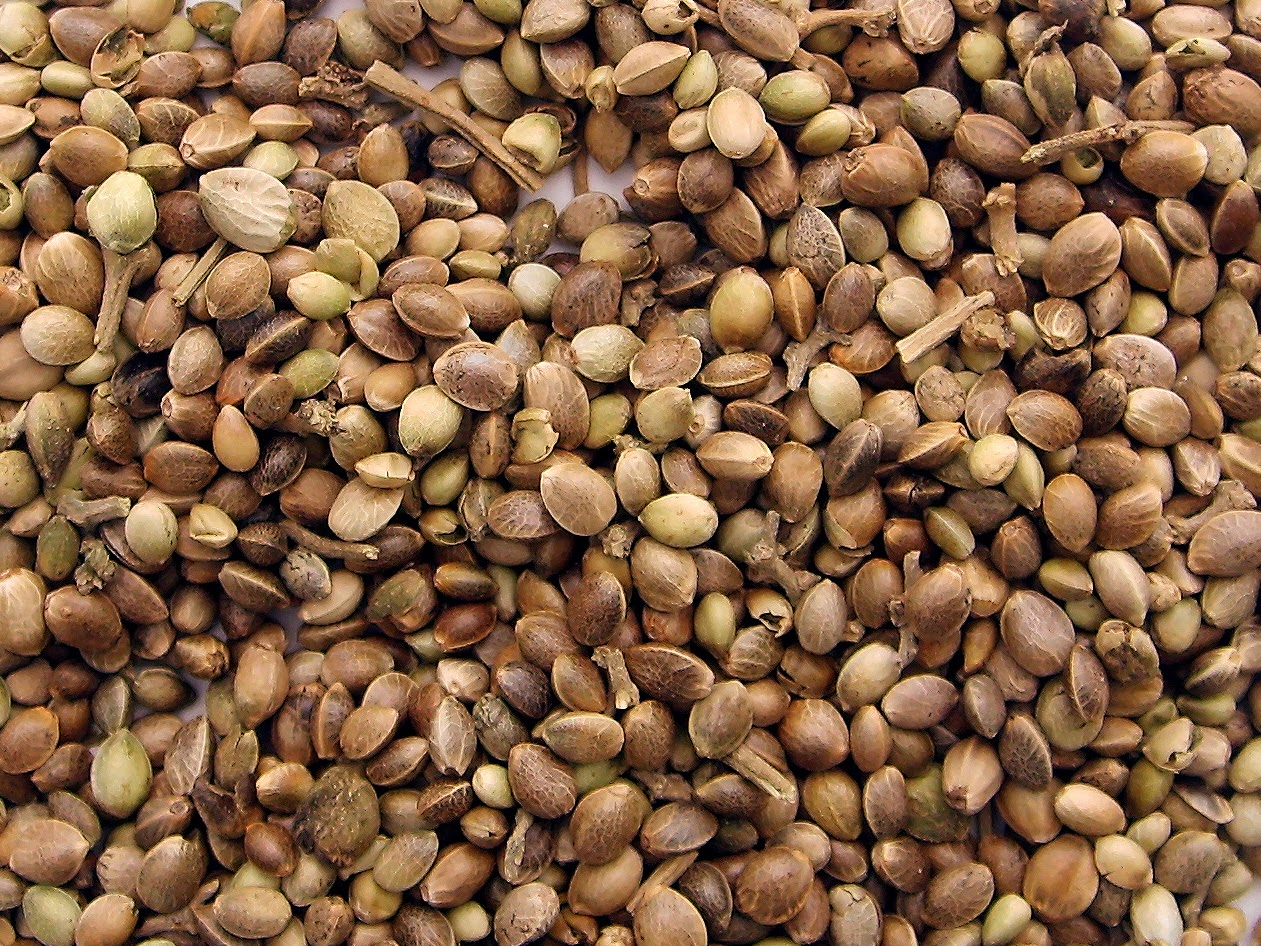 marijuana seeds