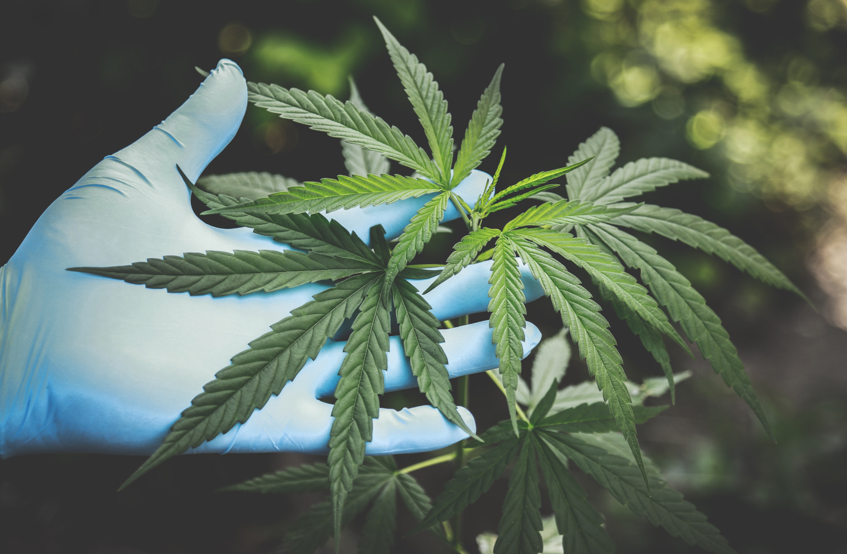 Plant used to create CBD oil for seizures