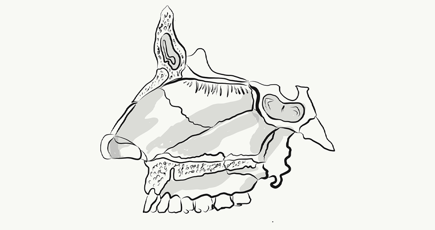 Nasal Cartilages