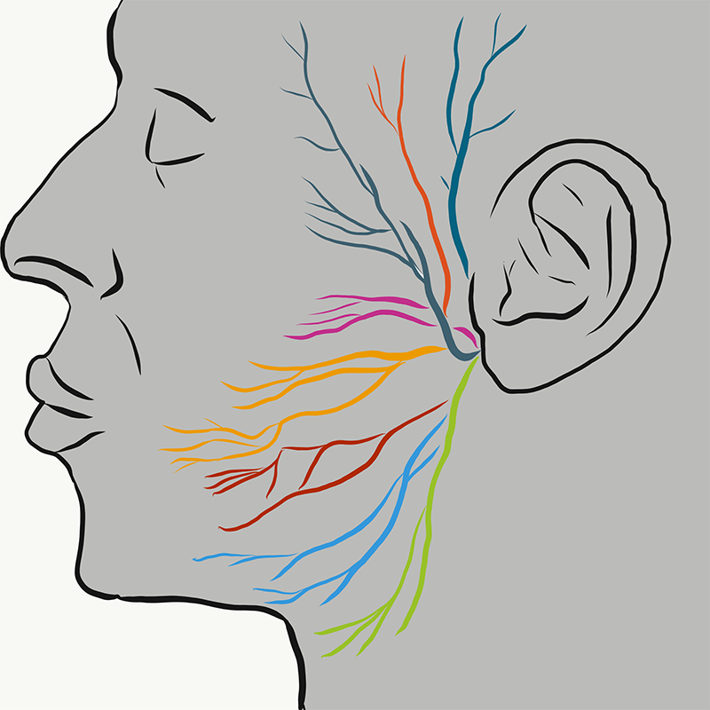 Nerve Diagram - Head