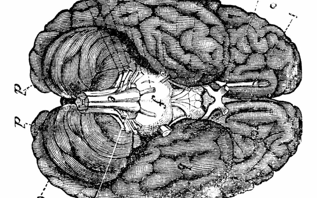 What Happens In The Vagus Nerve, Doesn’t Stay In The Vagus Nerve