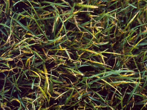 Crown Rust