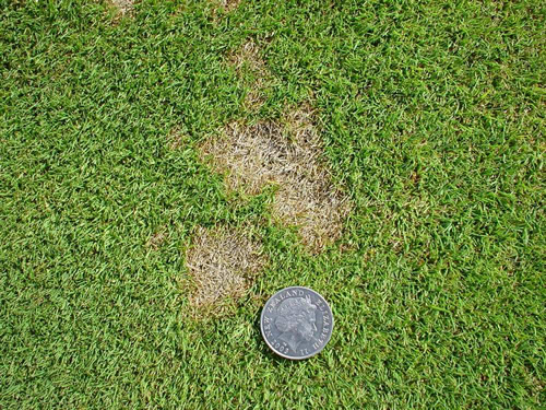 Dollar Spot