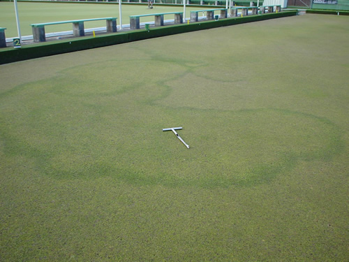 Fairy Rings