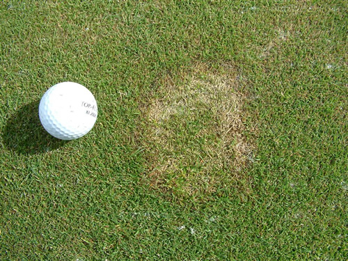 Fusarium