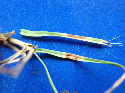 Leaf Spot on Ryegrass