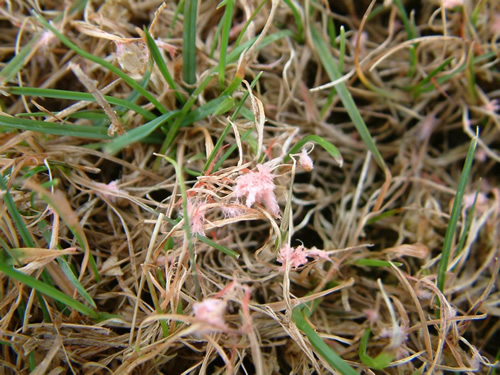 Red Thread (Pink Patch)