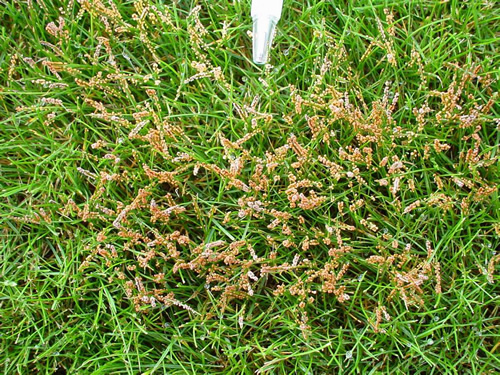 Slime Moulds