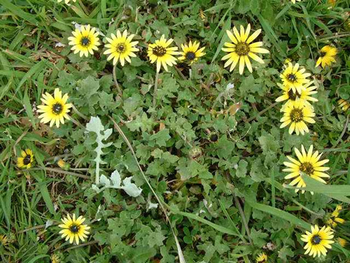 Cape Daisy