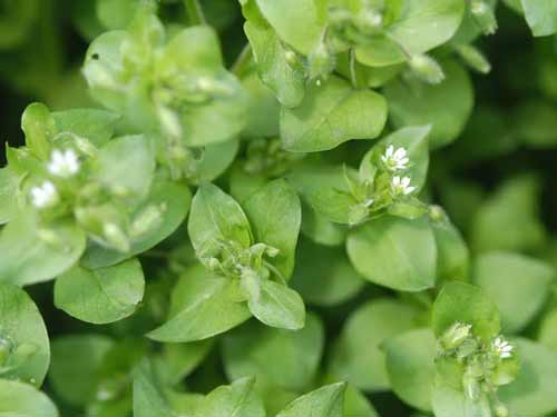 Chickweed