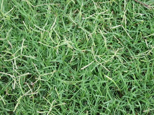 Couch grass