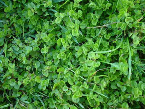 Creeping Speedwell