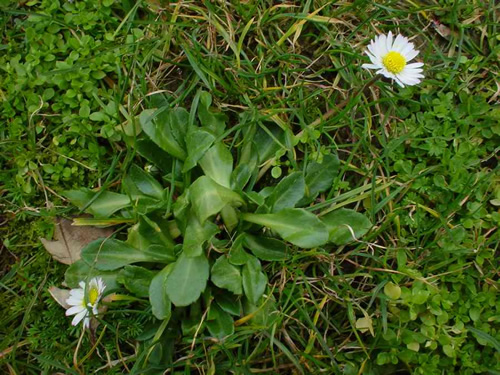 Daisy
