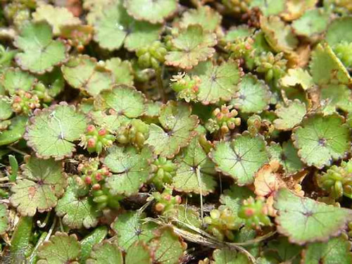 Hydrocotle