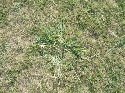 Paspalum
