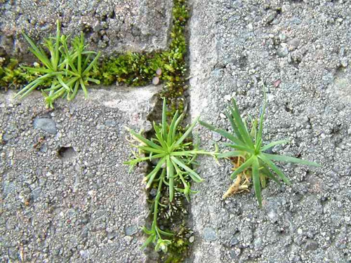 Pearlwort
