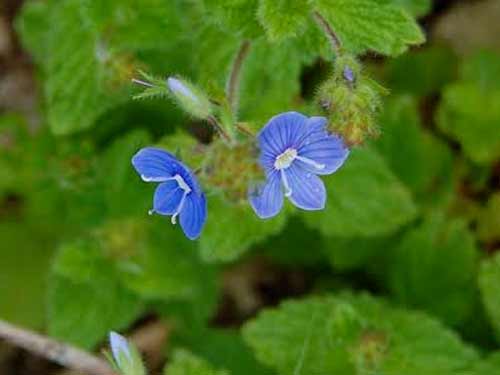 Speedwell