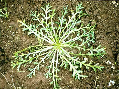 Twin Cress