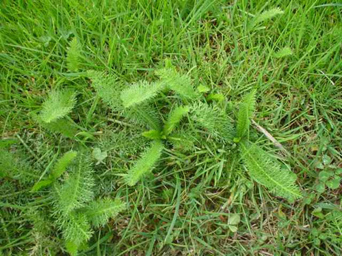 Yarrow