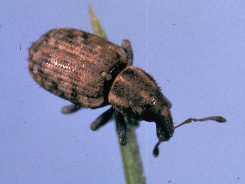 Argentine Stem Weevil