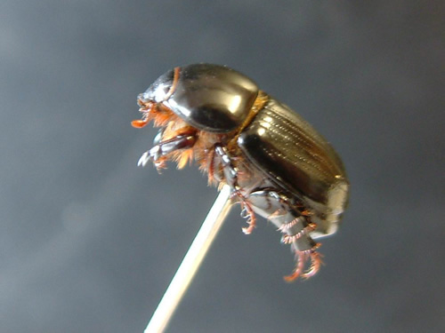 Black Beetle – Adult